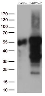 DOK3 Antibody in Western Blot (WB)