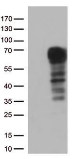 DOK3 Antibody in Western Blot (WB)
