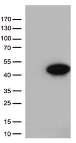 Arginase 1 (ARG1) Antibody in Western Blot (WB)