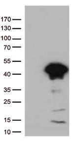 Arginase 1 (ARG1) Antibody in Western Blot (WB)