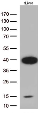 Arginase 1 (ARG1) Antibody in Western Blot (WB)