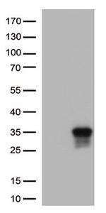 CD137L Antibody in Western Blot (WB)