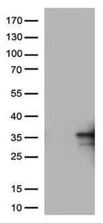 CD137L Antibody in Western Blot (WB)