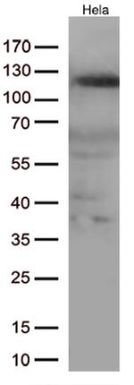 NFKB1 Antibody in Western Blot (WB)