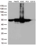 Calreticulin (CALR) Antibody in Western Blot (WB)