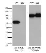Calreticulin (CALR) Antibody in Western Blot (WB)