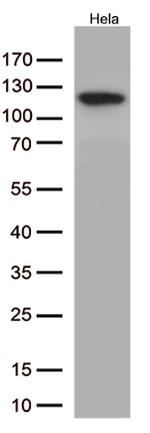 NFKB1 Antibody in Western Blot (WB)