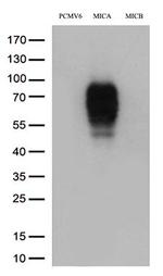 MICA Antibody in Western Blot (WB)