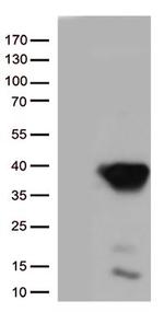 CASP3 Antibody in Western Blot (WB)