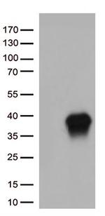 CASP3 Antibody in Western Blot (WB)
