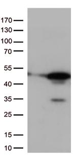 p38 (MAPK14) Antibody in Western Blot (WB)