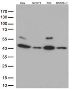 p38 (MAPK14) Antibody in Western Blot (WB)