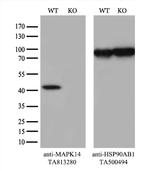 p38 (MAPK14) Antibody in Western Blot (WB)