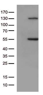 JNK1 Antibody in Western Blot (WB)