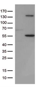 JNK1 Antibody in Western Blot (WB)