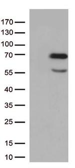 GNL3 Antibody in Western Blot (WB)
