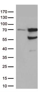 GNL3 Antibody in Western Blot (WB)