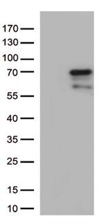 GNL3 Antibody in Western Blot (WB)
