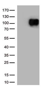 CD276 Antibody in Western Blot (WB)