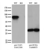 YAP1 Antibody in Western Blot (WB)