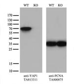 YAP1 Antibody in Western Blot (WB)