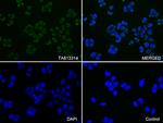 KAP1 (TRIM28) Antibody in Immunocytochemistry (ICC/IF)