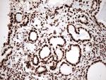 KAP1 (TRIM28) Antibody in Immunohistochemistry (Paraffin) (IHC (P))