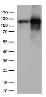 KAP1 (TRIM28) Antibody in Western Blot (WB)