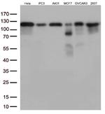 KAP1 (TRIM28) Antibody in Western Blot (WB)