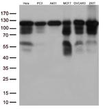KAP1 (TRIM28) Antibody in Western Blot (WB)