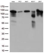 KAP1 (TRIM28) Antibody in Western Blot (WB)