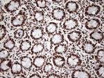 KAP1 (TRIM28) Antibody in Immunohistochemistry (Paraffin) (IHC (P))