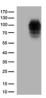 DDX4 Antibody in Western Blot (WB)