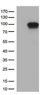 DDX4 Antibody in Western Blot (WB)
