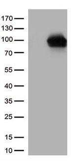 DDX4 Antibody in Western Blot (WB)