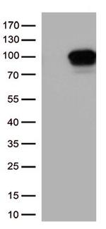 DDX4 Antibody in Western Blot (WB)