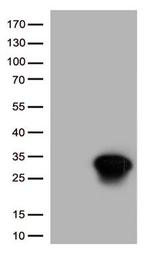 HSPB1 Antibody in Western Blot (WB)
