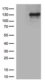 NOS2 Antibody in Western Blot (WB)
