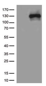 NOS2 Antibody in Western Blot (WB)