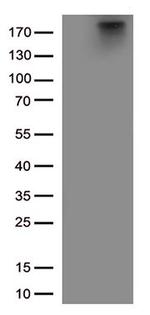 MAP2 Antibody in Western Blot (WB)