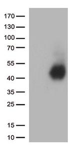 CD28 Antibody in Western Blot (WB)