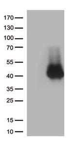 CD28 Antibody in Western Blot (WB)