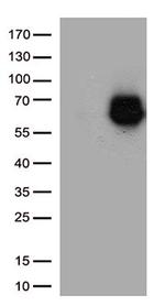 SDC1 Antibody in Western Blot (WB)