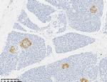 NSE Antibody in Immunohistochemistry (Paraffin) (IHC (P))