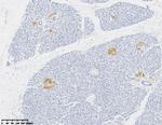 NSE Antibody in Immunohistochemistry (Paraffin) (IHC (P))
