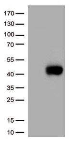CD38 Antibody in Western Blot (WB)