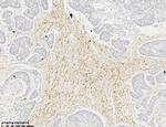 Calponin1 Antibody in Immunohistochemistry (Paraffin) (IHC (P))