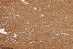 CD45 Antibody in Immunohistochemistry (Paraffin) (IHC (P))