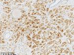 PSMA Antibody in Immunohistochemistry (Paraffin) (IHC (P))