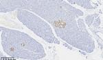 CHGA Antibody in Immunohistochemistry (Paraffin) (IHC (P))